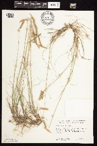 Bouteloua gracilis image