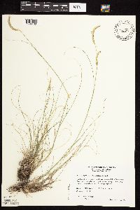 Bouteloua gracilis image