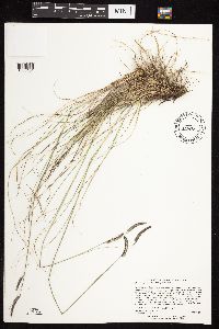 Bouteloua gracilis image