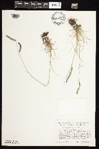 Bouteloua gracilis image