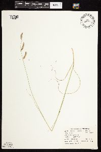 Bouteloua gracilis image