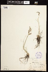 Bouteloua gracilis image