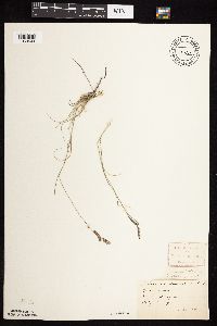 Bouteloua gracilis image