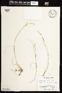 Bouteloua gracilis image