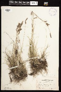 Bouteloua gracilis image