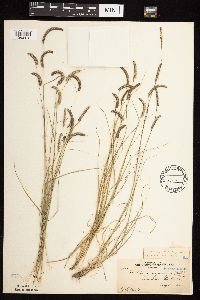 Bouteloua gracilis image