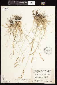 Bouteloua gracilis image