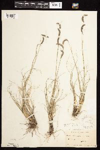 Bouteloua gracilis image