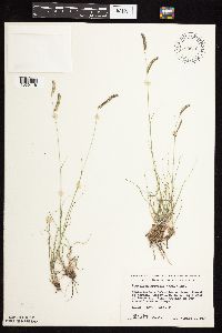 Bouteloua gracilis image