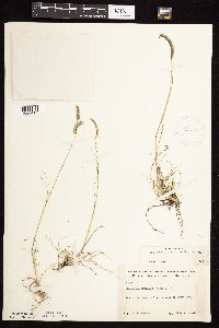 Bouteloua gracilis image