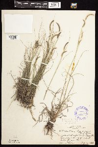 Bouteloua gracilis image