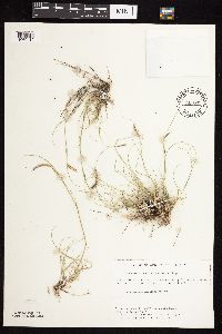 Bouteloua gracilis image