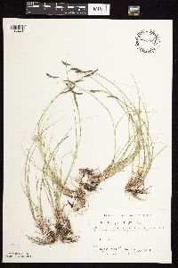 Bouteloua gracilis image