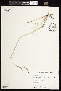 Bouteloua gracilis image