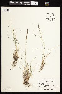 Bouteloua gracilis image