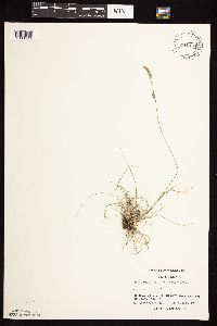 Bouteloua gracilis image