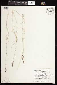 Bouteloua gracilis image