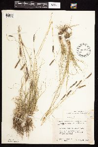 Bouteloua gracilis image