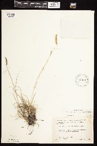Bouteloua gracilis image