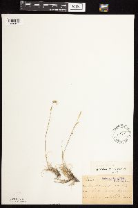 Bouteloua gracilis image