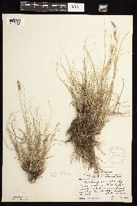 Bouteloua gracilis image