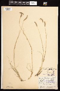 Bouteloua gracilis image