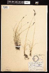 Bouteloua gracilis image