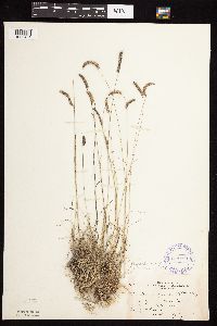 Bouteloua gracilis image