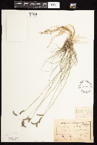 Bouteloua gracilis image