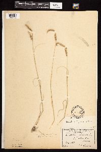 Bouteloua gracilis image