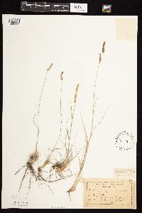 Bouteloua gracilis image