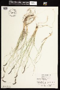 Bouteloua gracilis image