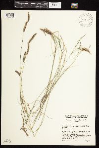 Bouteloua gracilis image