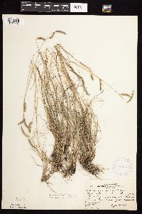 Bouteloua gracilis image