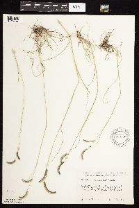 Bouteloua gracilis image