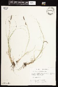 Bouteloua gracilis image