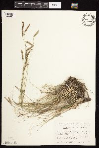 Bouteloua gracilis image