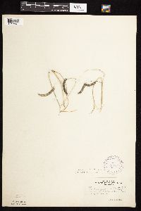 Bouteloua gracilis image