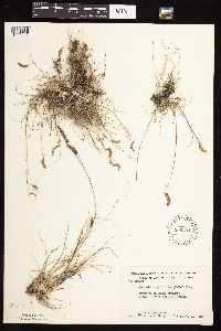 Bouteloua gracilis image