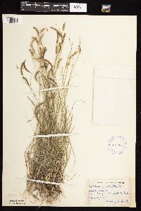 Bouteloua gracilis image