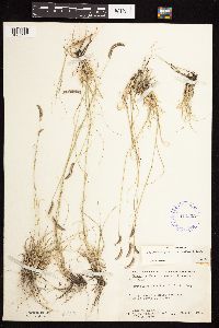 Bouteloua gracilis image