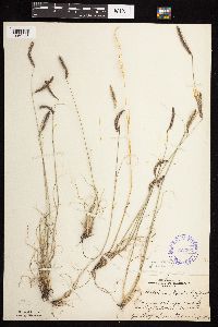 Bouteloua gracilis image