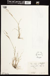 Bouteloua gracilis image