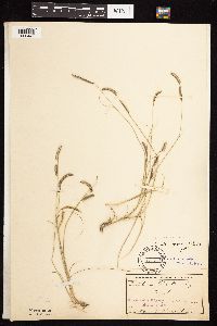 Bouteloua gracilis image