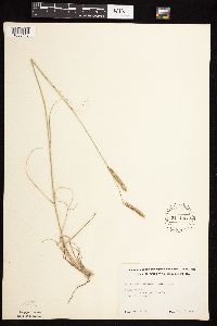 Bouteloua gracilis image
