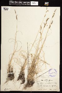 Bouteloua gracilis image