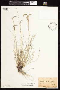 Bouteloua gracilis image