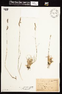 Bouteloua gracilis image