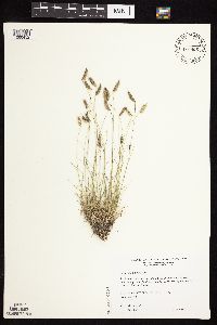 Bouteloua hirsuta image