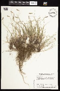 Bouteloua hirsuta image